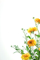 Flowers composition from chrysanthemum flowers