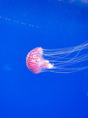 jellyfish in the sea