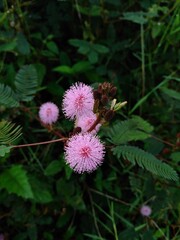 beautiful pink flower in nature