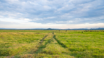 Panorama shot of vehicle trace path on natural green grass scene with evening sunset cloud and sky. 