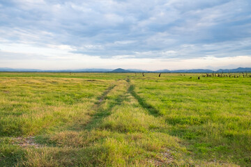 Fototapeta na wymiar vehicle trace path on natural green grass scene with evening sunset cloud and sky. 