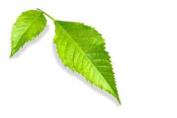 green leaf isolated on white background
