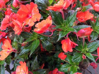 サンパチェンスの花