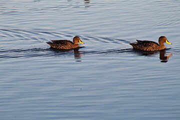 Swimming ducks in Pond