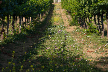 Panorama con girasoli e vigne