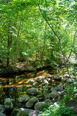 Forest river drying out during hot summer, Sweden