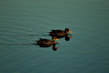 Ducks swimming in a pond