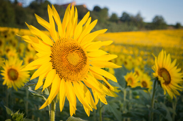 Panorama con girasoli e vigne