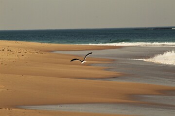 seagull on the beach