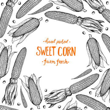 Corn, maize sketch. Hand drawn corn design. Sketch background. Vector illustration. Corn on the cob hand drawn vector illustration. Engraved style, vintage design.
