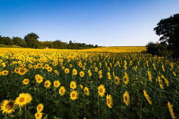 Panorama con girasoli e vigne