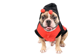 Adorable French Bulldog wearing a cute and funny Ladybug costume isolated