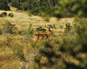 Buck in the African bush