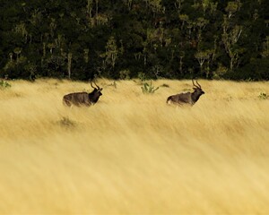 pair of deer in a field
