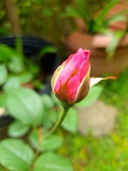 pink rose bud