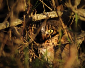 Cat looking through grass