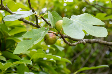 Fototapeta premium Fig not ripe in a garden. Summer is coming with fig tree