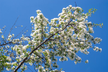 Apple tree branches bloomed in white
