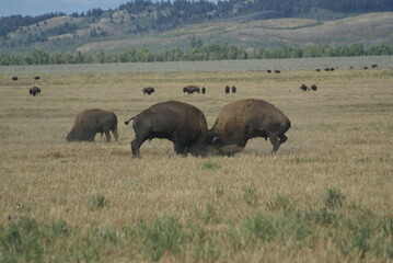 Grand Tetons, 