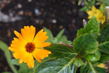 yellow-orange English marigold in the garden with soft focus background