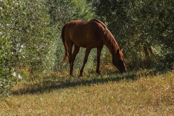 Naklejka premium Nella maremma