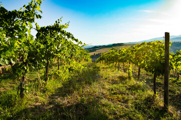 Fototapeta na wymiar Panorama con girasoli e vigne