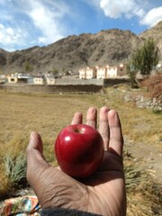 hand holding apple
