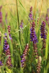 Beautiful blue and purple wildflowers and lush green grass.