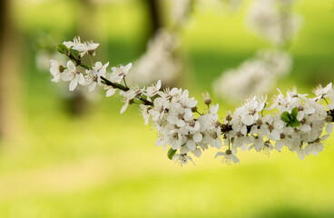 cherry tree flowers