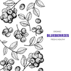 Blueberries hand drawn vector illustration set. Blueberry berries and leaf hand drawn sketch illustration. Engraved food image