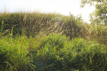 Beautiful, lush green grass grows on the hill.