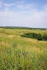 Fototapeta na wymiar Beautiful landscape of green hills, forests and fields in Russia in the summer.