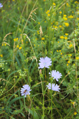 Beautiful blue wildflowers and lush green grass.