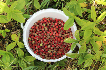 Ripe red wild strawberries collected in a white pan and standing on the green grass in the field.