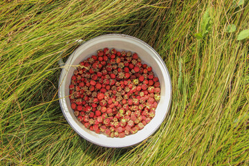 Ripe red wild strawberries collected in a white pan and standing on the green grass in the field.