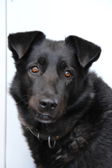 The portrait of a big smart black dog in close-up. 