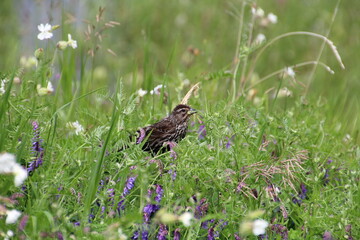 Female Red Winged Blackbird Resting In The Grass, Pylypow Wetland, Edmonton, Alberta