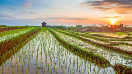 Fotobehang panorama terrace rice fields in north bengkulu, indonesia © Rahmad Himawan Photo
