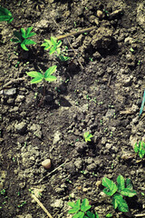 Bright spring greens at dawn in the forest. Nature comes to life in early spring.