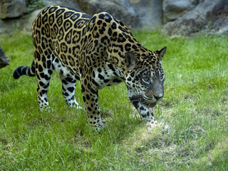 The jaguar, Panthera onca, walks across the green lawn and observes the surroundings