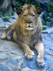 Naklejka na ściany i meble Portrait of a beautiful big male Barbara the Lion, Panthera leo leo