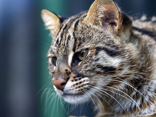 Naklejka premium The fishing cat, Prionailurus viverrinus, stays near the water, deftly catching fish
