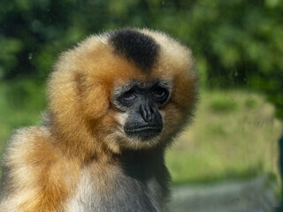 Female Gabriella's gibbon, Nomascus gabriellae, males are black