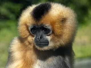 Female Gabriella's gibbon, Nomascus gabriellae, males are black