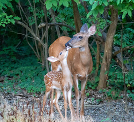 Doe and her Fawn awn Berea OH