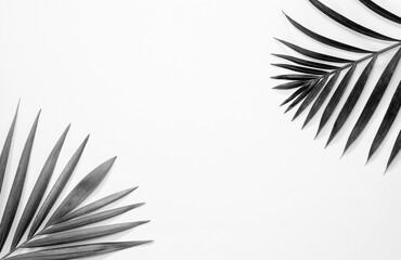 Black & white background with exotic painted tropical palm leaves