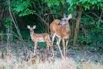 Doe and her Fawn Berea OH