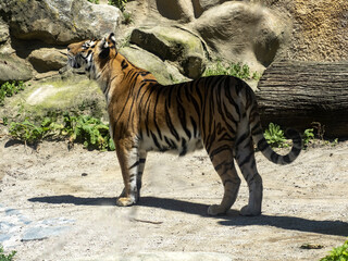 The Amur Tiger, Panthera tigris altaica, observes a flying bird