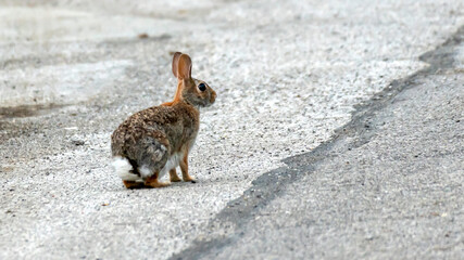 Bunny Rabbit on Payement