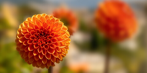 Orange ball flower with blurred background.